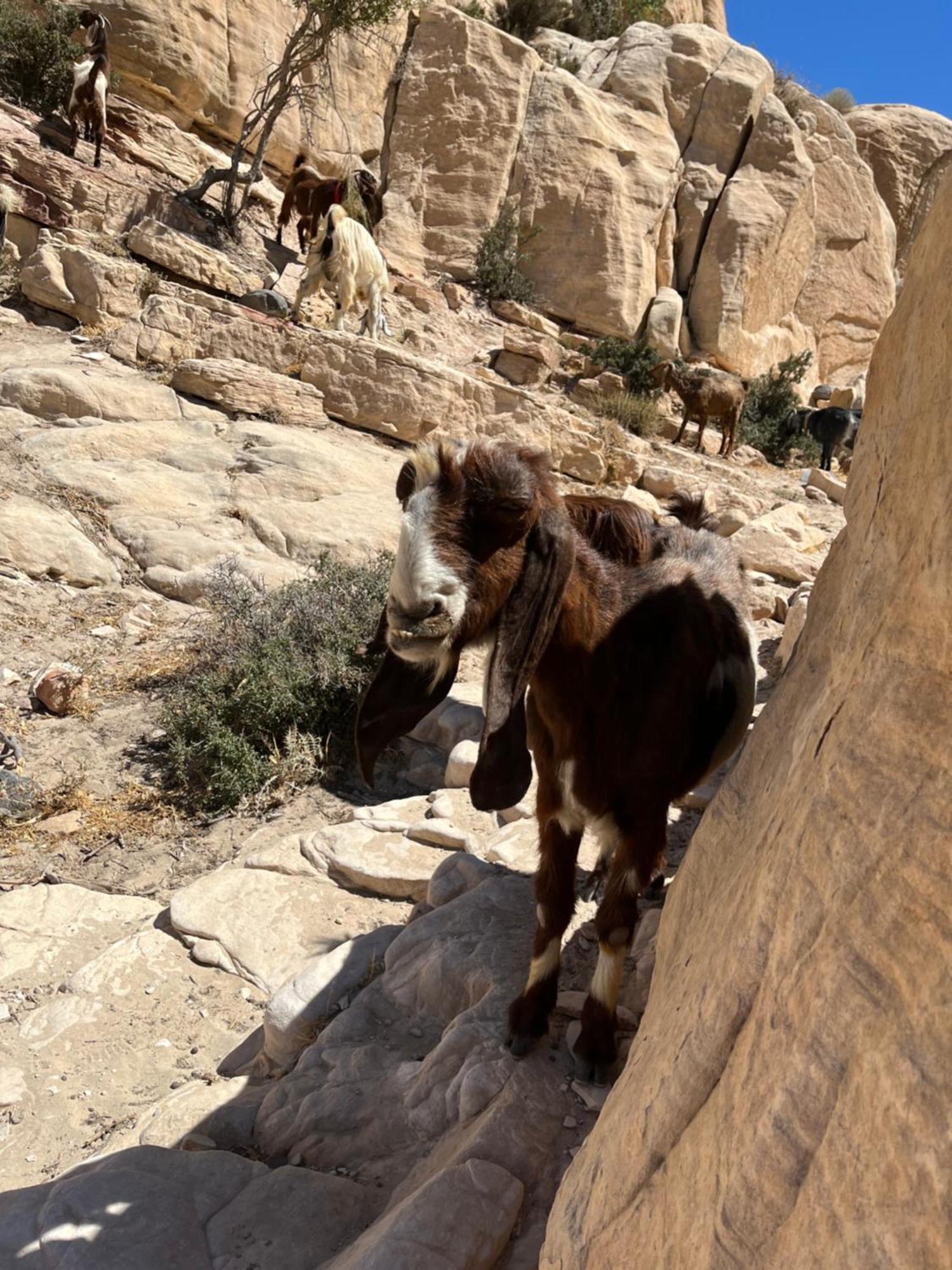 Al-Nawatef Eco Camp- Dana Nature Reserve Exterior foto